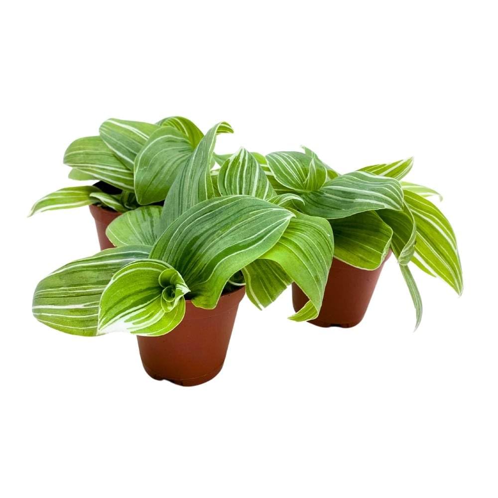 Green and White Wandering Dude 2 inch Set of 3 Tradescantia albiflora albo-vittata fluminensis Tiny Mini Pixie Plants