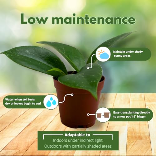 BubbleBlooms Hoya Sunrise 2 inch