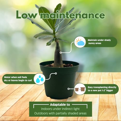 BubbleBlooms Desert Rose Golden Faith in a 4 inch Pot Extremely Rare Flower