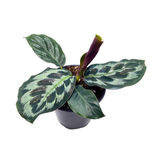 BubbleBlooms Calathea dressleri Helen Kennedy in a 4 inch Pot Peacock Prayer Plant