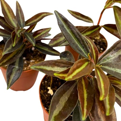 BubbleBlooms Peperomia Metallica, 2 inch Set of 3, Repii Tiny Mini Pixie Plants