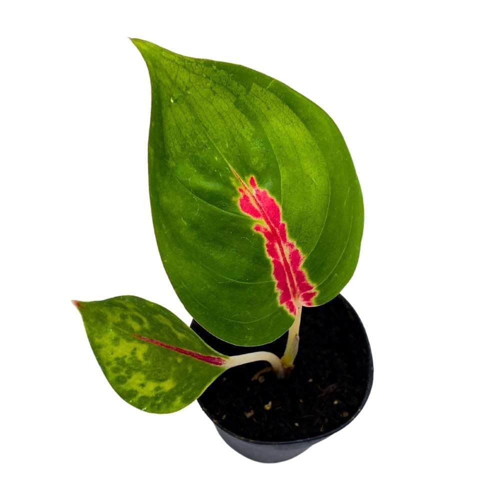 Red King, 2 inch, Red Stripe Aglaonema commutatum