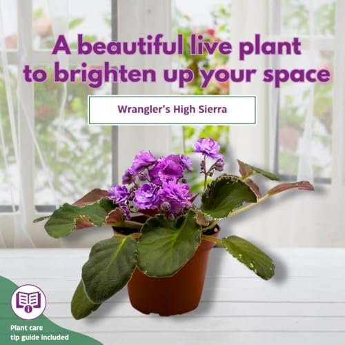 Harmony Foliage African Violet Wrangler's High Sierra 4 inch