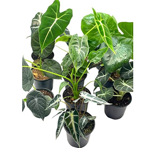 BubbleBlooms Alocasia Assortment Set, 4 inch pots, 10 Different Alocasias Frydek, Black Velvet, Maharani, Regal Shield, Bambino, Tiny Dancer, Serendiptiy
