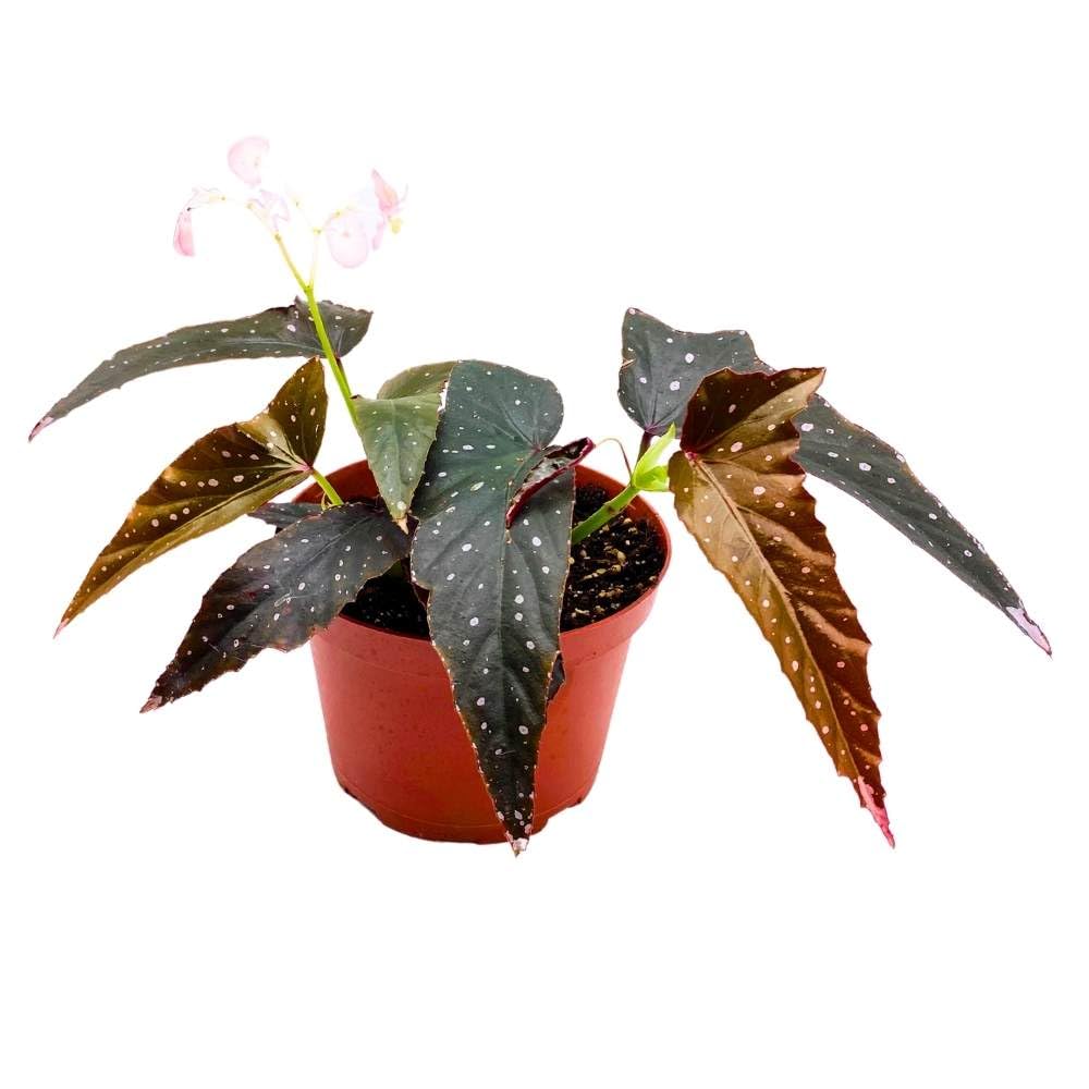 Harmony's Bat Shit Crazy Angel Wing, 6 inch Cane Begonia Narrow Jagged Leaves Light Pink Flower