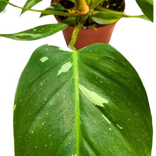 BubbleBlooms Philodendron White Princess 6 inch Rare Variegated Philo Indoor House Plant