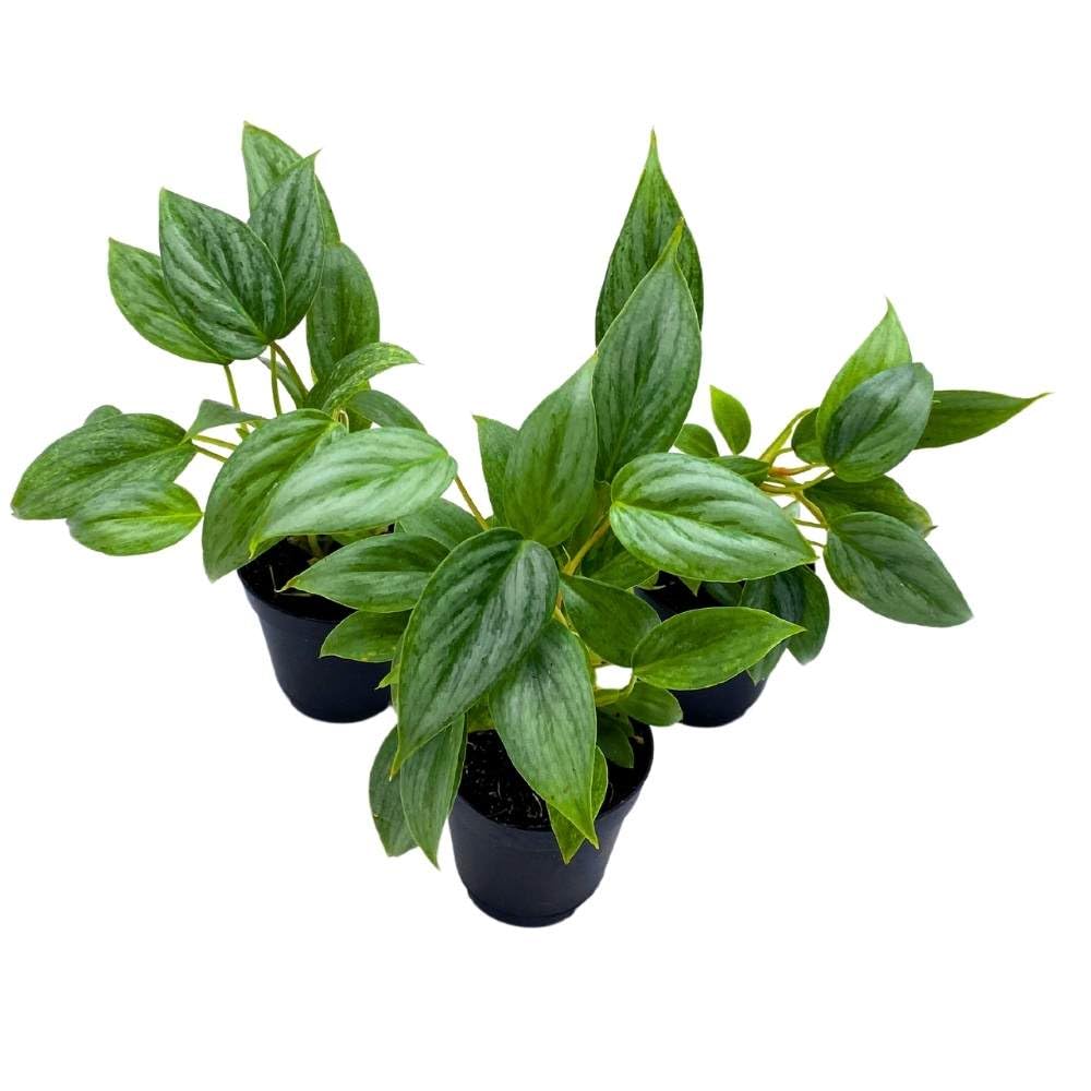 Philodendron Sodiroi 2 inch Set of 3 Silver Leaf Philo Tiny Mini Pixie Plants