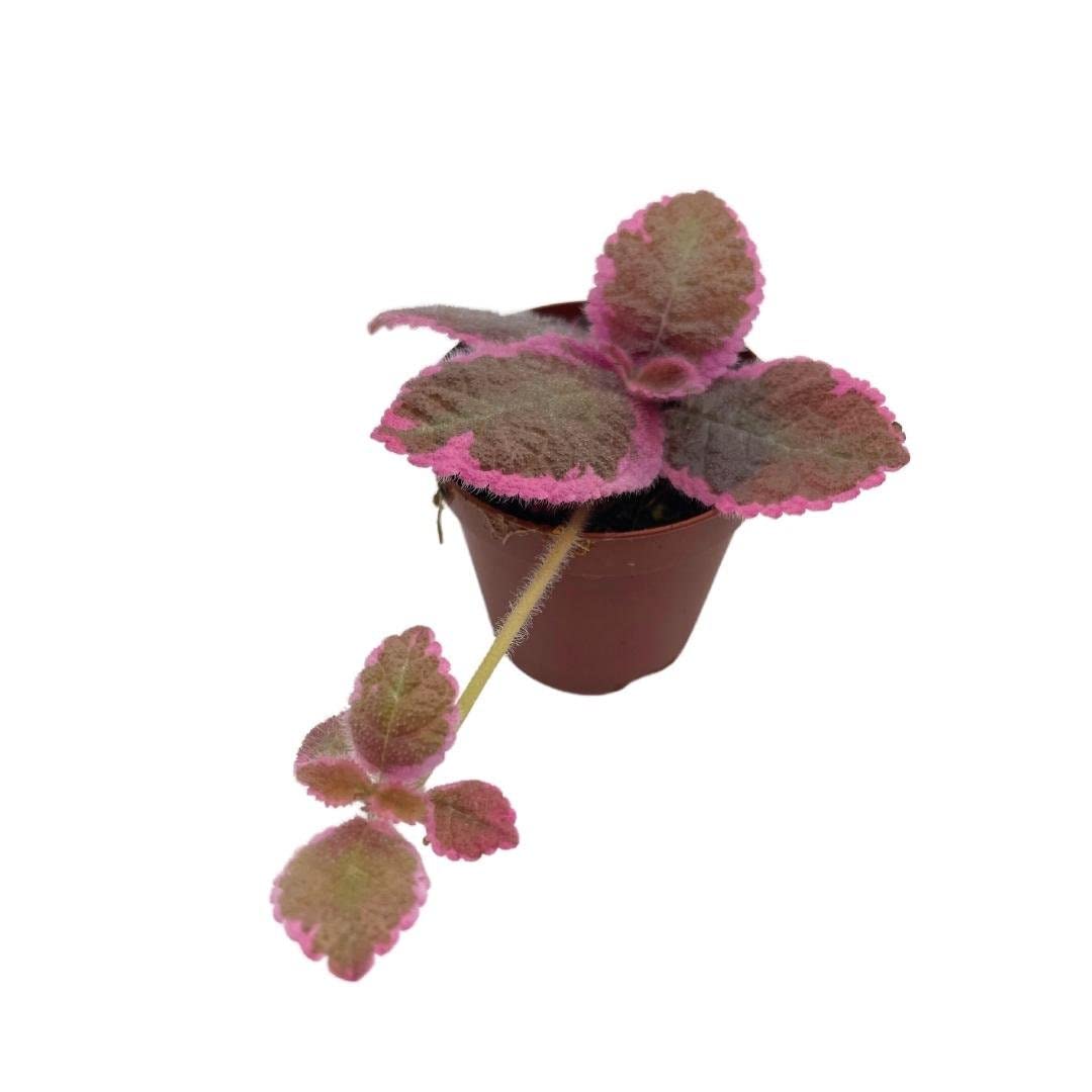 Variegated Flame Violet, 2 inch Pot, Pink Smoke, Episcia Cupreata, Unique Homegrown Exclusive Plants