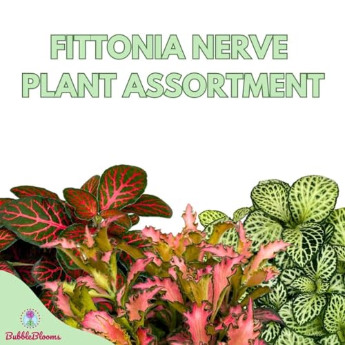 BubbleBlooms Fittonia Nerve Plant Assortment, 4 inch Set of 3, Red White and Pink, Mosaic Jewel Creeping Indoor Plant Albivenis