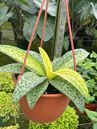 succulent with leopard spots BubbleBlooms Variegated Silver Squill Leopard Lily Ledebouria Socialis – Florida House Plants