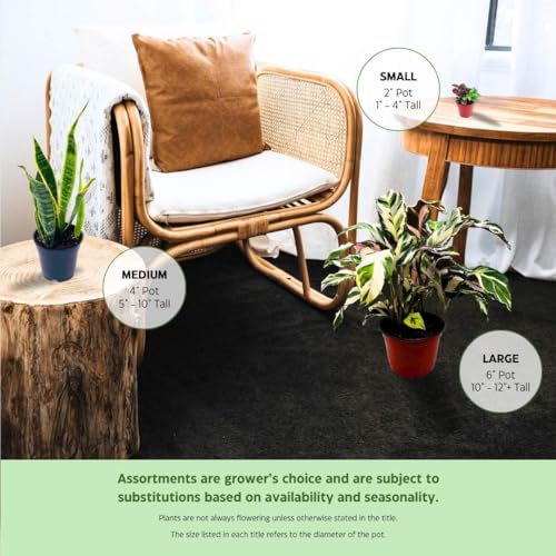 BubbleBlooms Fiddle-Leaf Fig, Ficus lyrata, Banjo Fig in 6 inch Pot