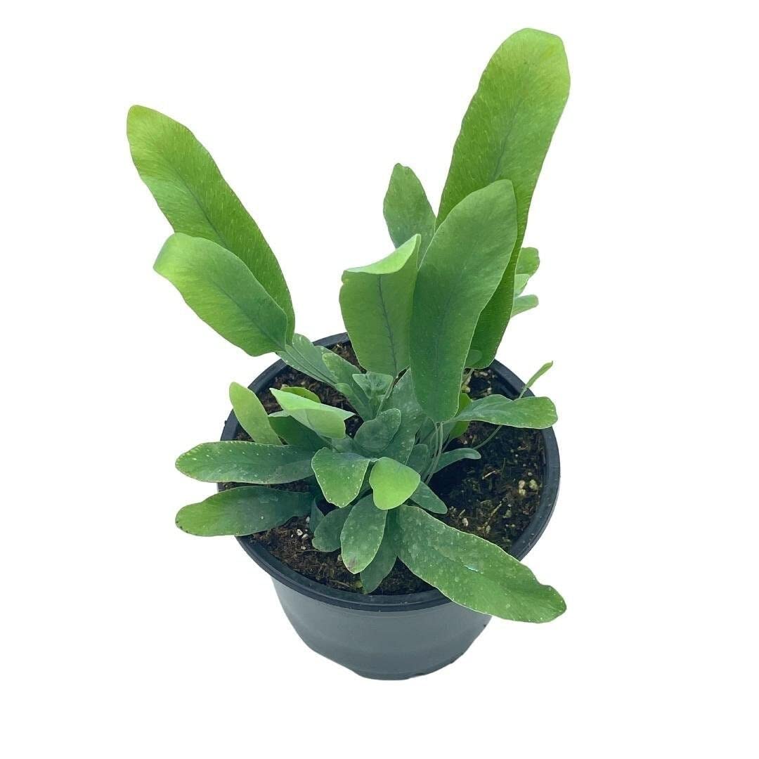 Phlebodium aureum, 4 inch, Tongue Fern, Rabbit's Foot Fern, Exotic Fern