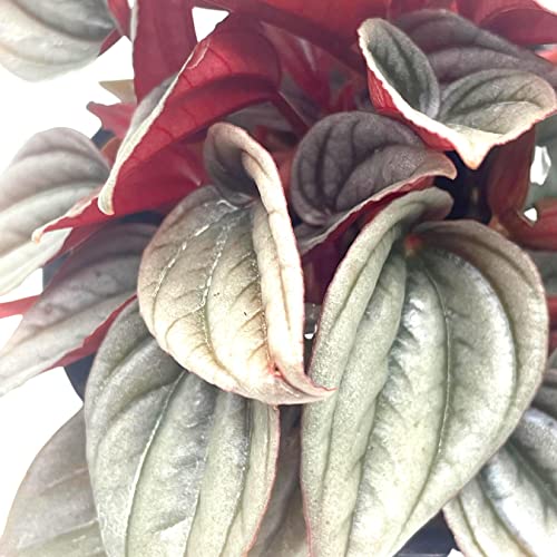 BubbleBlooms Peperomia Mendoza, 4 inch Rare Pep
