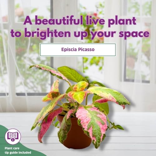 Harmony Foliage Episcia Picasso Rare Variegated Flame Violet Flowering Gesneriad