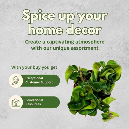 BubbleBlooms Hoya Hindu Rope, 4 inch Carnosa Compacta Krinkle Kurl Curly Wax Plant