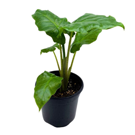 Alocasia Low Rider in a 4 inch Pot