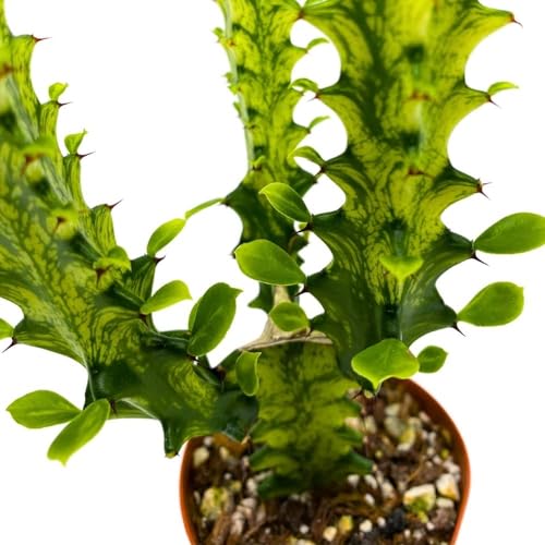 BubbleBlooms Tricolor Variegated Euphorbia Trigona, 2.5 inch, Green & White African Milk Tree
