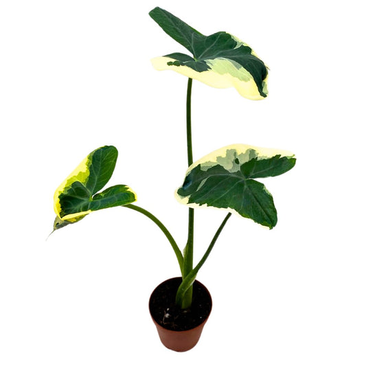 BubbleBlooms Alocasia Mickey Mouse 2 inch Rare House Plant