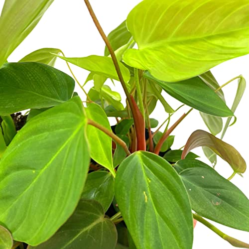 BubbleBlooms Philodendron Assortment Set, 4 inch pots, Set of 3, Indoor Houseplants Grower's Choice Variety