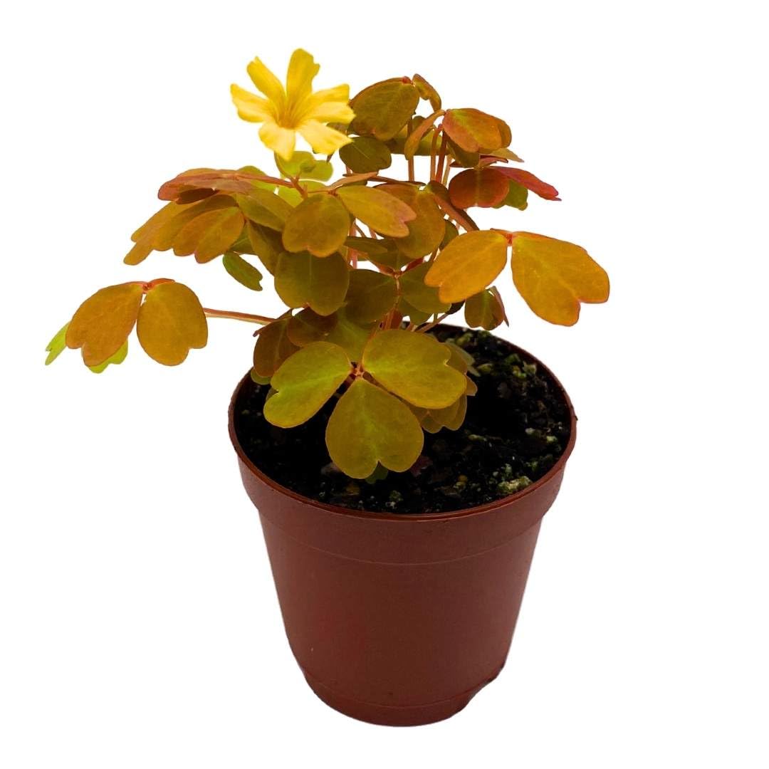 BubbleBlooms Golden Oxalis spiralis Aurea in a 2 inch Pot Tiny Mini Pixie Plant