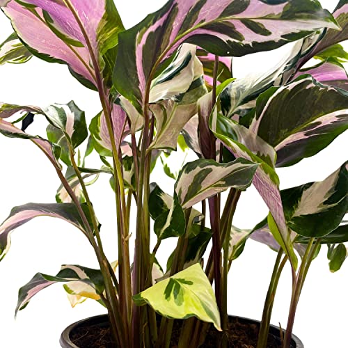 BubbleBlooms Calathea Stella in a 6 inch Pot Beautiful White Variegated House Plant Lietzei Fusion White