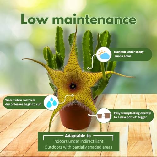 BubbleBlooms Stapelia gigantea, Giant Starfish Flower, Rare Huernia, Zulu Carrion Giant Plant, 4 inch Pot