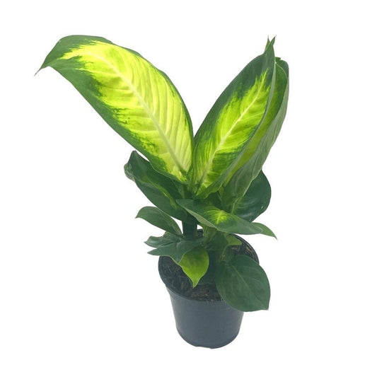 Dieffenbachia Seguine, 4 inch, Dumb Cane, Mary Ann