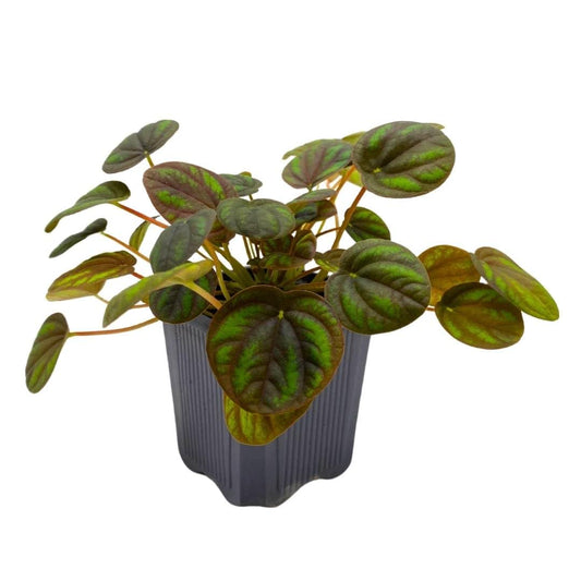 Harmony Foliage Peperomia Peppermill Ripple in a 3 inch Pot