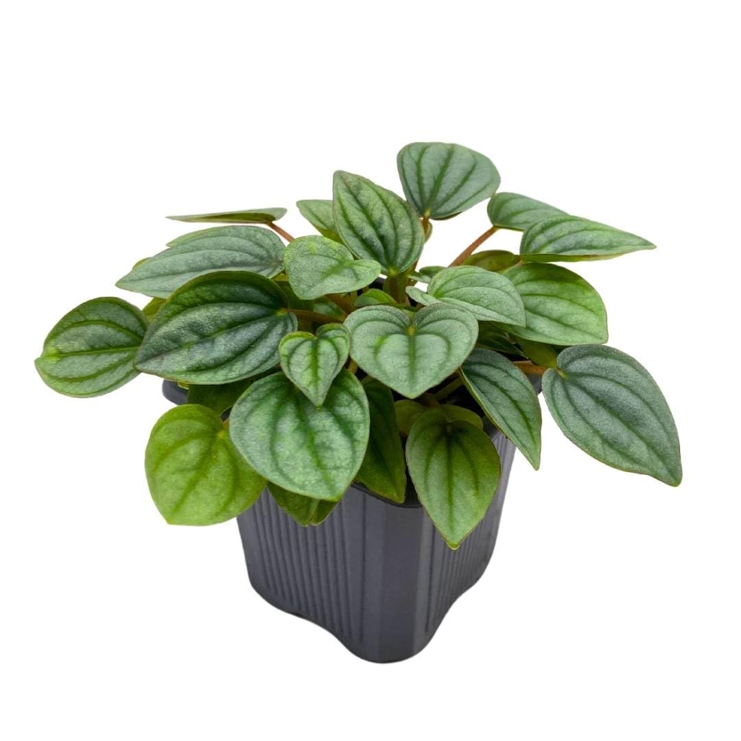 Harmony Foliage Peperomia Frost in a 3 inch Pot