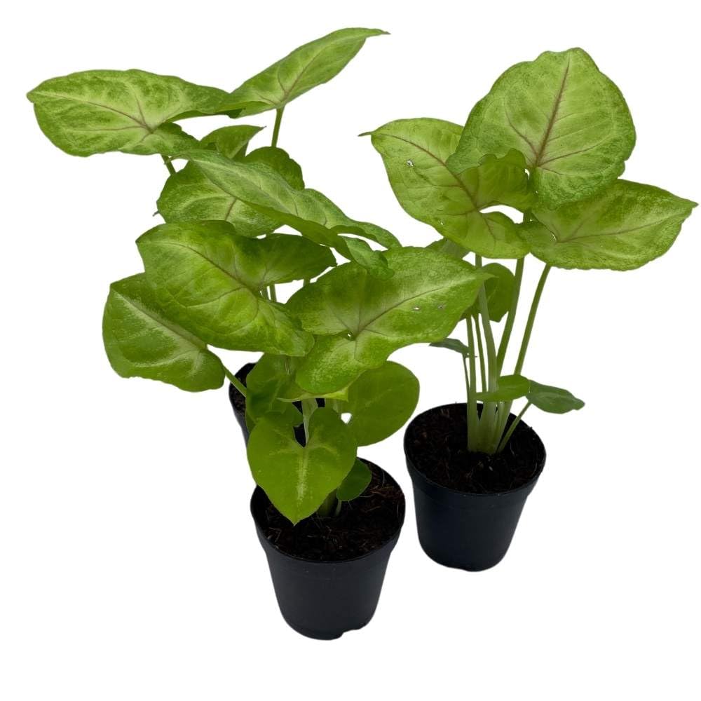 Syngonium Cream Golden Allusion, 2 inch Set of 3, Podophyllum Arrowhead Vine Tiny Mini Pixie Plants