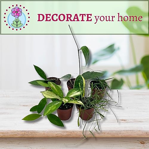 BubbleBlooms Hoya Variety Assortment Plant Set, Premium Set, Variegated Wayetii, Curtisii, Macrophylla, Linearis and More in 2 inch pots