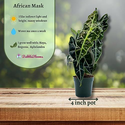 BubbleBlooms Alocasia African mask, 4 inch amazonica Polly