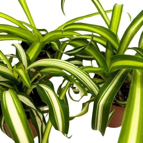 BubbleBlooms Spider Plant Chlorophytum comosum, 2 inch Set of 3, Tiny Mini Pixie Plant