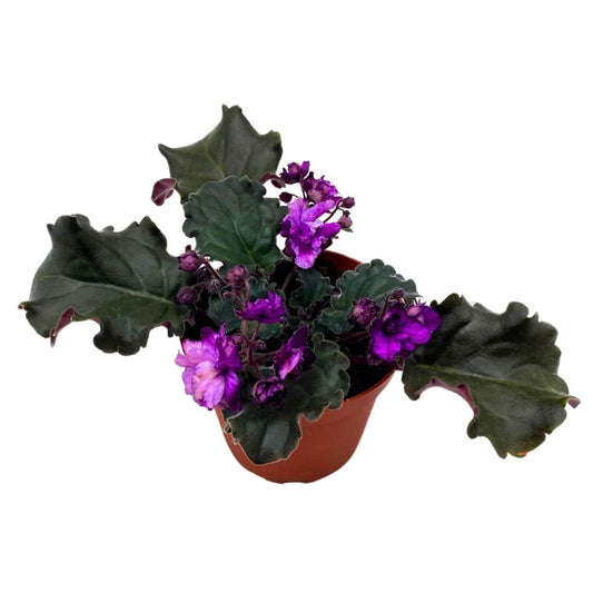 Harmony Foliage African Violet Apache Bow 4 inch Gesneriad