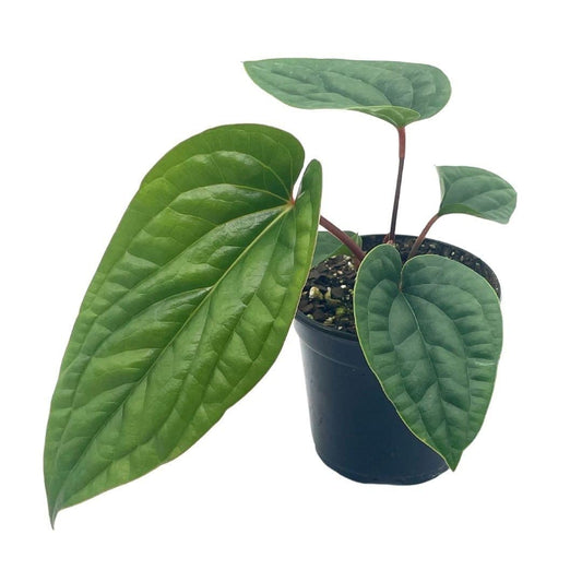 Anthurium Luxurians x Radicans, 4 inch Pot