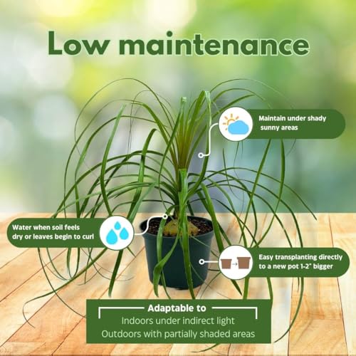 BubbleBlooms Indoor Stumpy Palm in 6 inch Pot