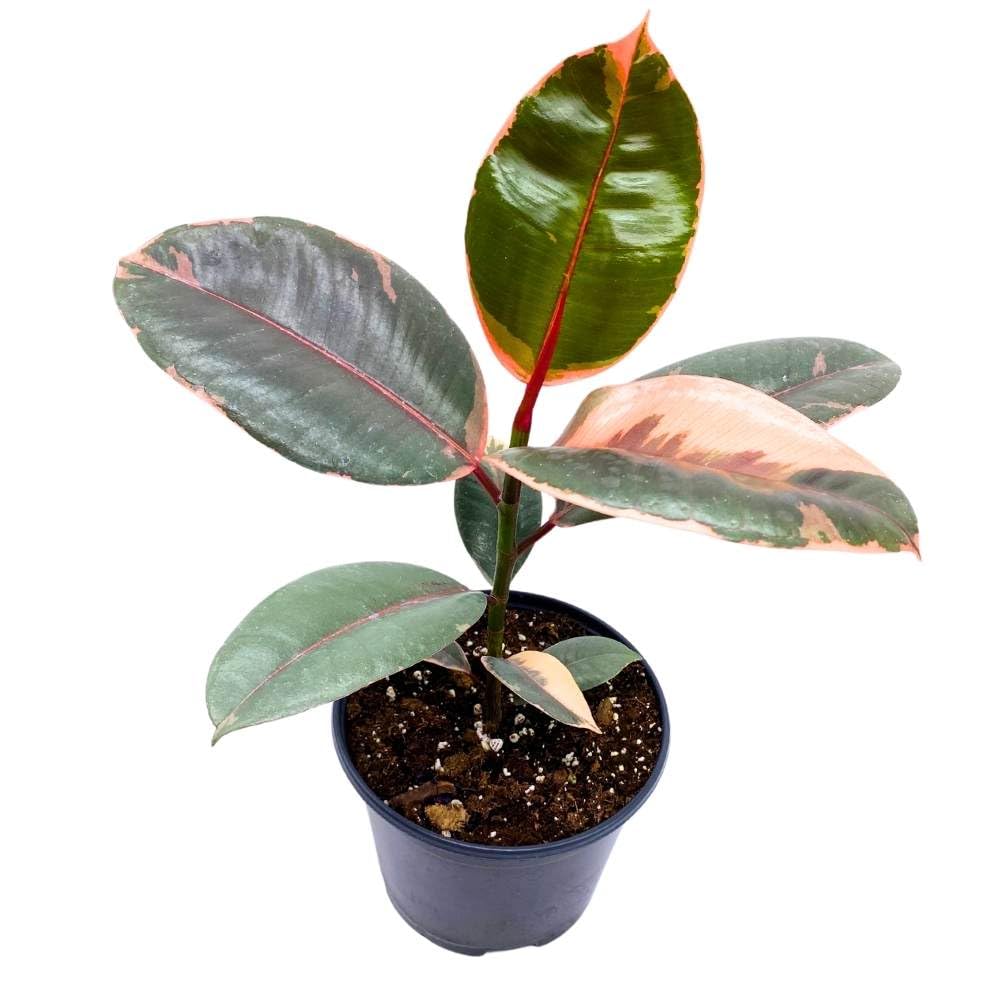 Ficus elastica Ruby Tricolor 6 inch India Rubber Tree Decora Fig Plant