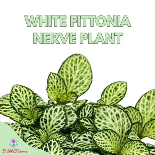 BubbleBlooms White Star Fittonia Albivenis Nerve Plant in a 4 inch Pot Silver Net Leaf, Mosaic Jewel Creeping Indoor Plant Argyroneura