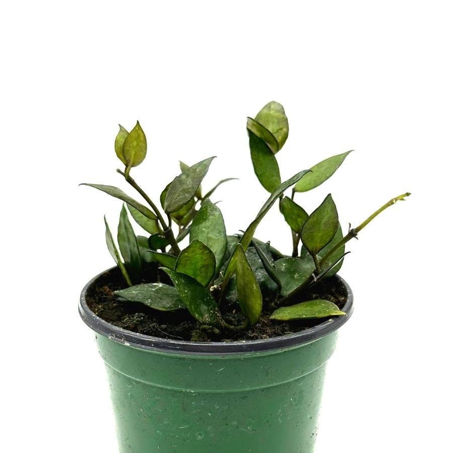 Hoya Krohniana Black, 4 inch Rare Dark Hoya Wax Plant