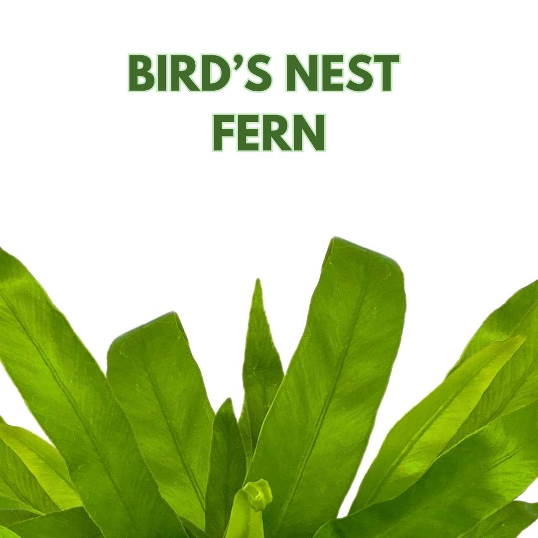 BubbleBlooms Bird Nest Fern, Nidus, 4 inch Asplenium Nidus, Bird's Nest