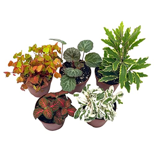 BubbleBlooms Premium Foliage Assortment, 6 Different Indoor Plants in 2 inch pots, Colorful Fern Set, Growers Choice, Tiny Mini Pixie