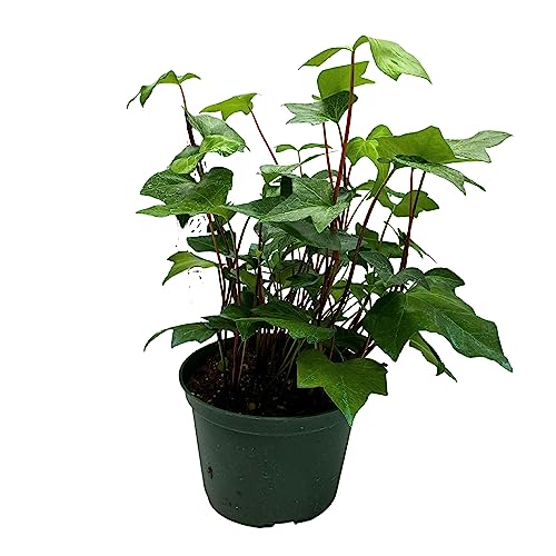 BubbleBlooms Algerian Ivy, Canary Island Ivy, Canary Ivy, Coney Island Ivy, Madeira Ivy in 6 inch Pot
