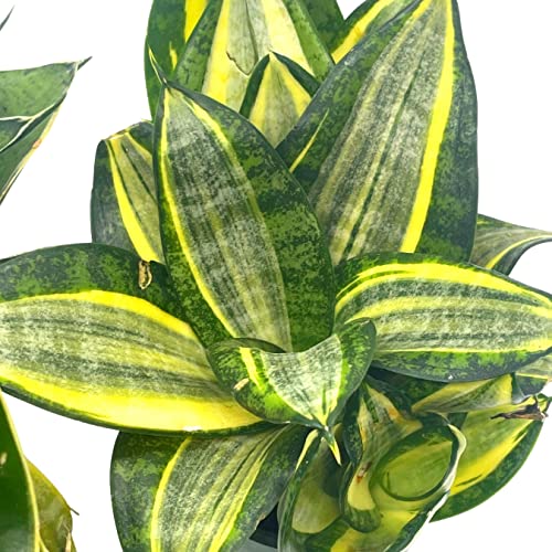 BubbleBlooms Sansevieria Trifasciata Rosette-Shaped Variegated Set of 3 in 4 inch pots, All Different Snake Plants