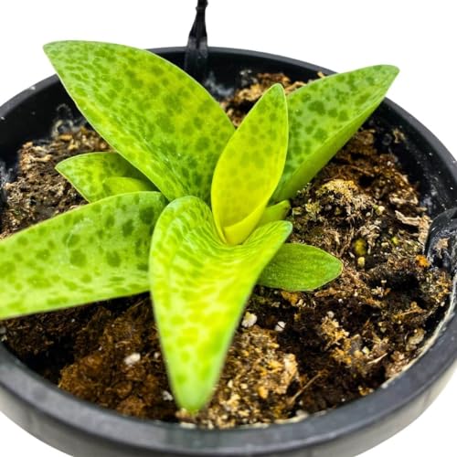 BubbleBlooms Variegated Silver Squill Leopard Lily Ledebouria Socialis, Hanging Basket