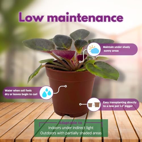 Harmony Foliage Mini African Violet Blue Halo Variegated, 2 inch Blue Flower