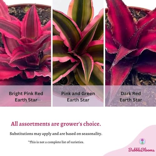 BubbleBlooms Cryptanthus bivittatus Assortment, Earth Star Bromeliad Set, 3 Different Succulents