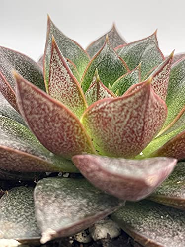 Echeveria purpusorum, Urbinia Purpusii, Dudleya Purpusii, Rare Succulent, Variegated Plant, Dark Black Echeveria, Rosette Shape, Natural