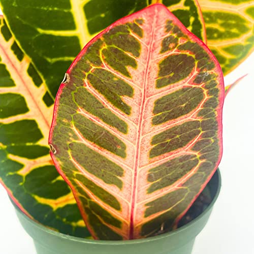 BubbleBlooms Variegated Croton, 4 inch Large Leaf Codiaeum variegatum