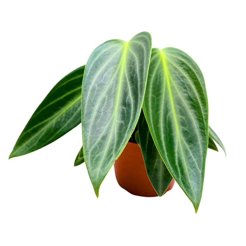 Peperomia Maculosa, Spotted-Stalked Pep, Monster Peperomia, 4 inch