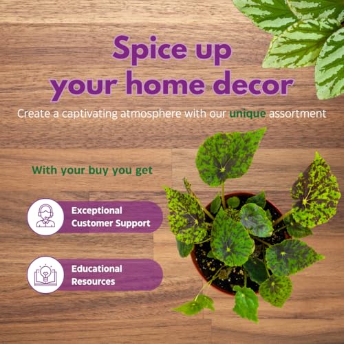 Harmony Foliage Shy Dancer Begonia Rhizomatous 6 inch Green Spotted Rhizo